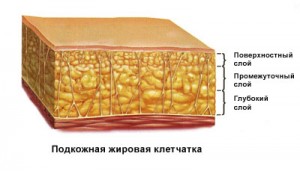 Слои подкожно-жировой клетчатки